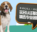 上海哪里可以训犬-训犬帮