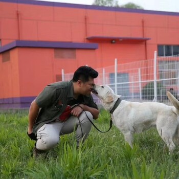 贵州训犬学校排行-贵阳训犬学校排行-派多格寄训中心