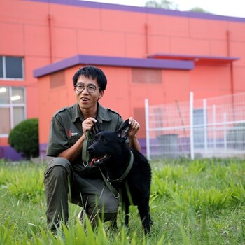 山东训犬培训哪里好-济南训犬培训哪里好-派多格寄训中心