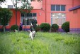四川寵物訓練培訓班-成都寵物訓練培訓班-派多格寄訓中心