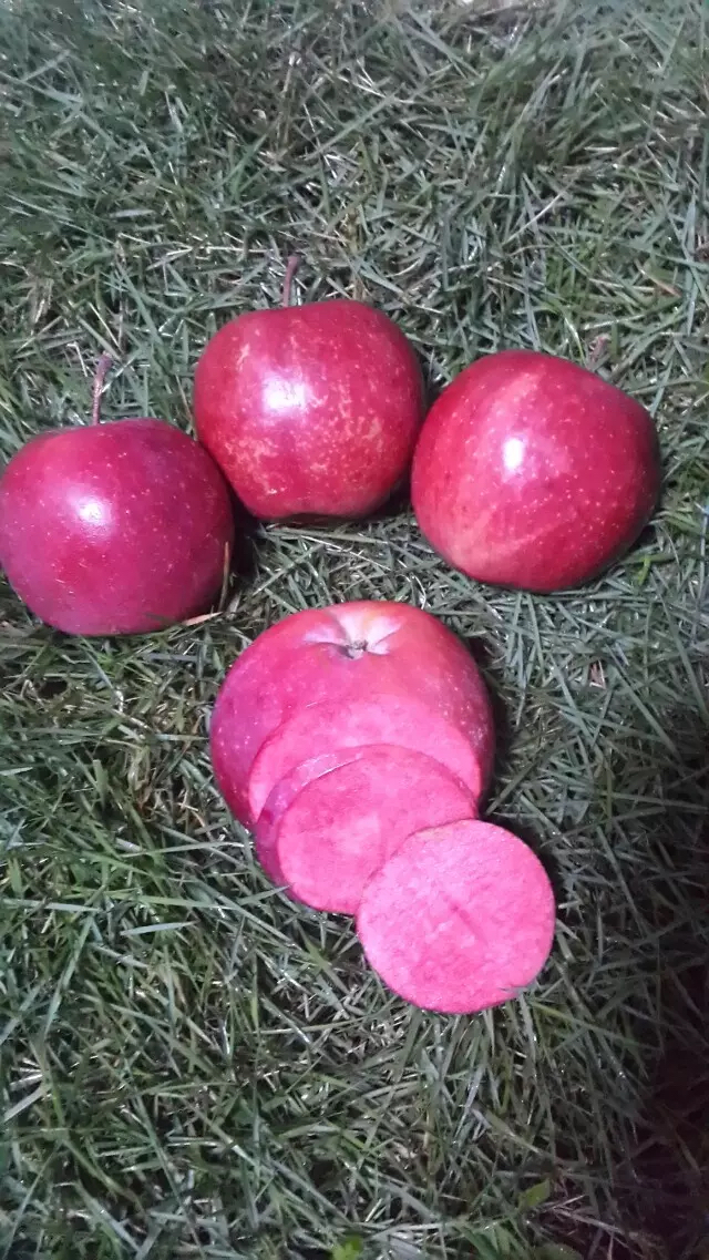 蘋果苗價(jià)格批發(fā)蘋果苗歡迎實(shí)地考察