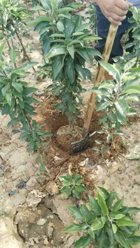蛇果樹苗品種批發(fā)蘋果苗歡迎實(shí)地考察