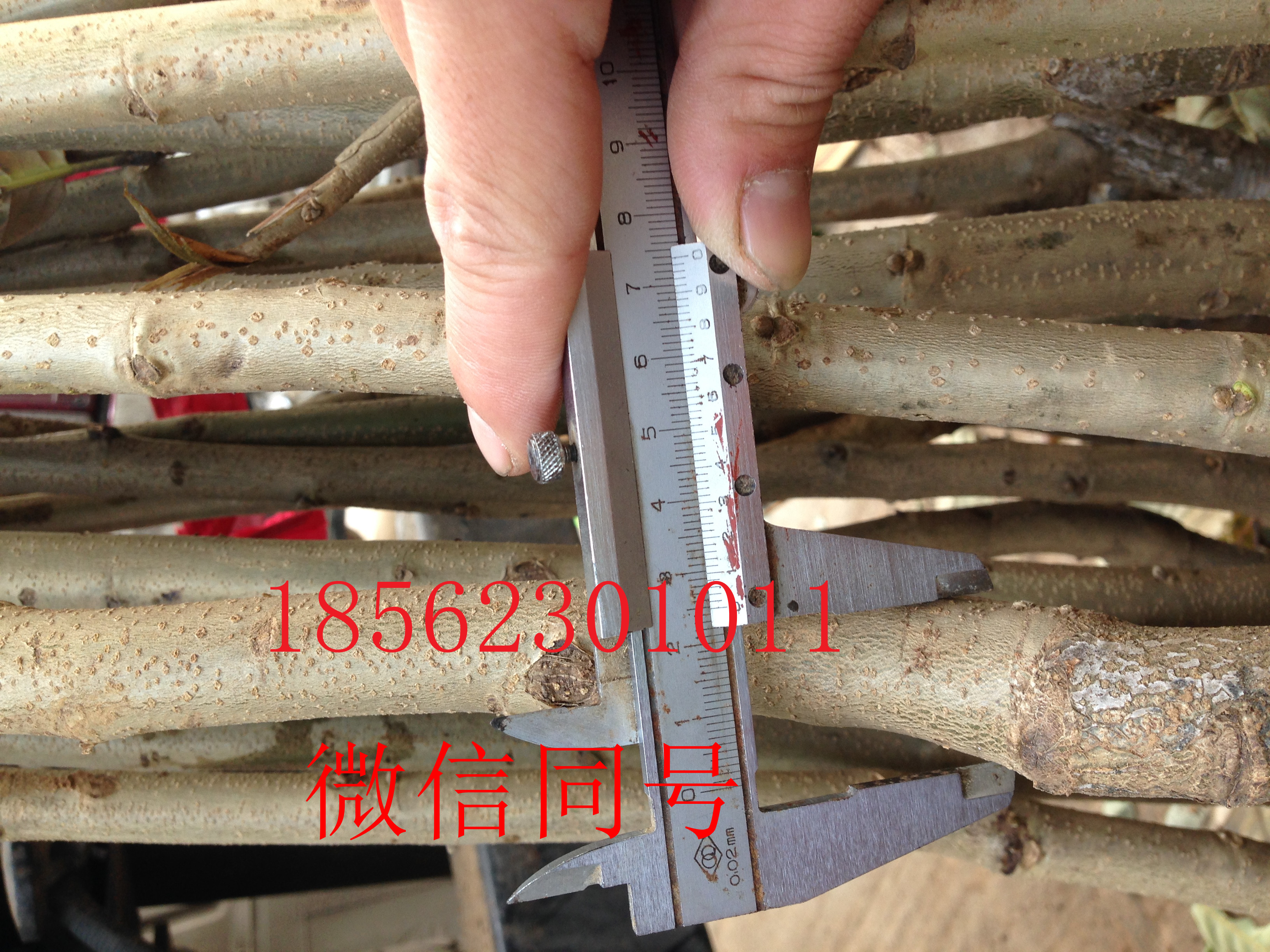 脆矮化大櫻桃廠家批發(fā)