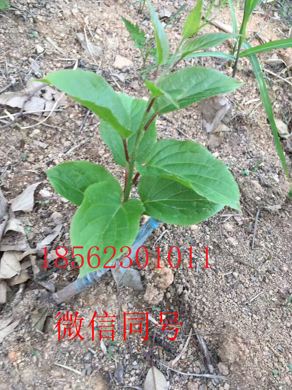 貴州軟棗獼猴桃銷售