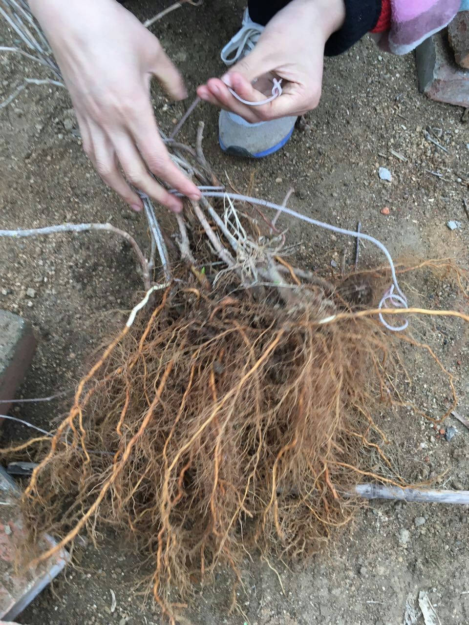 上海軟棗獼猴桃廠家供貨