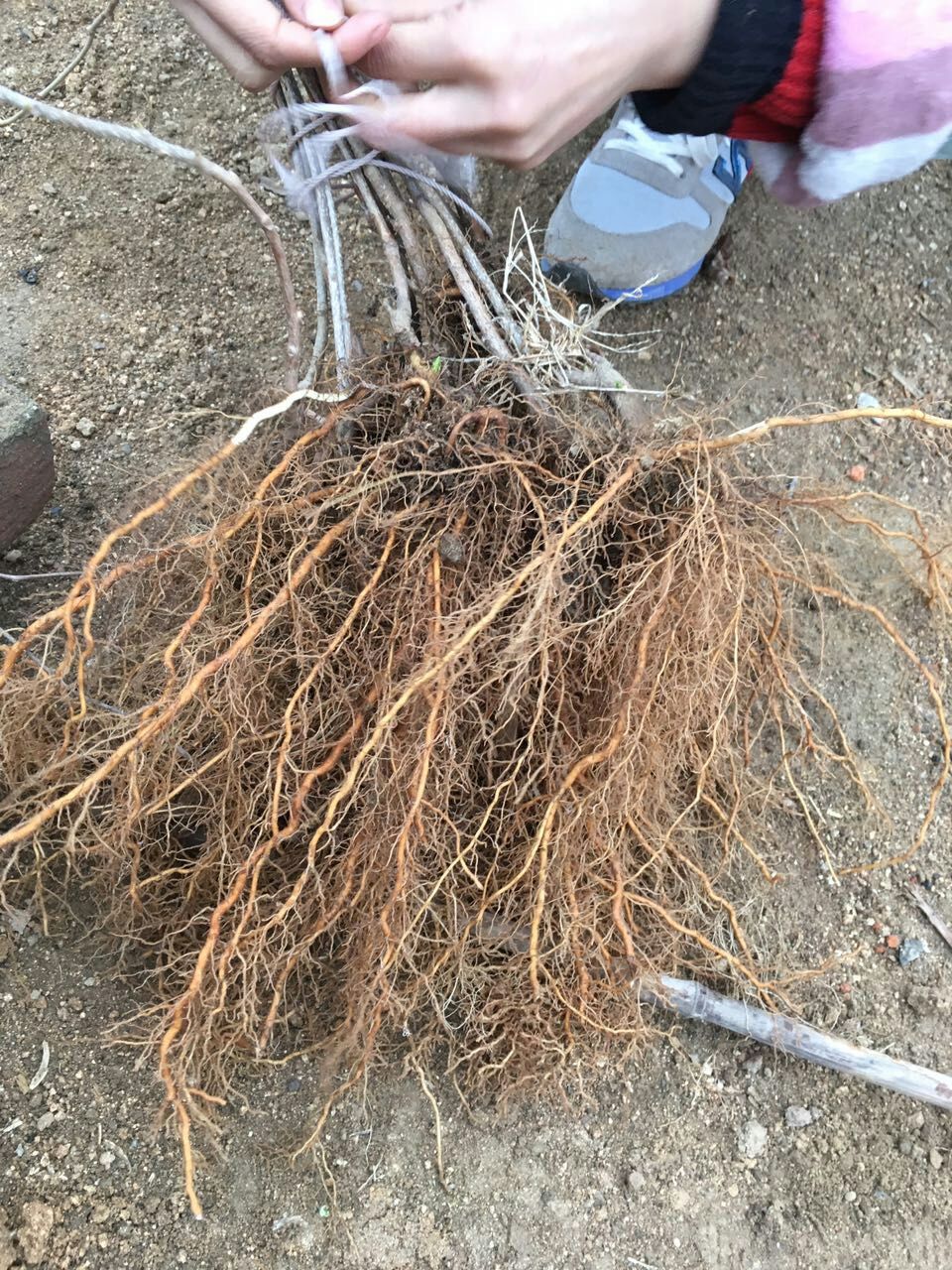 貴州軟棗獼猴桃銷售