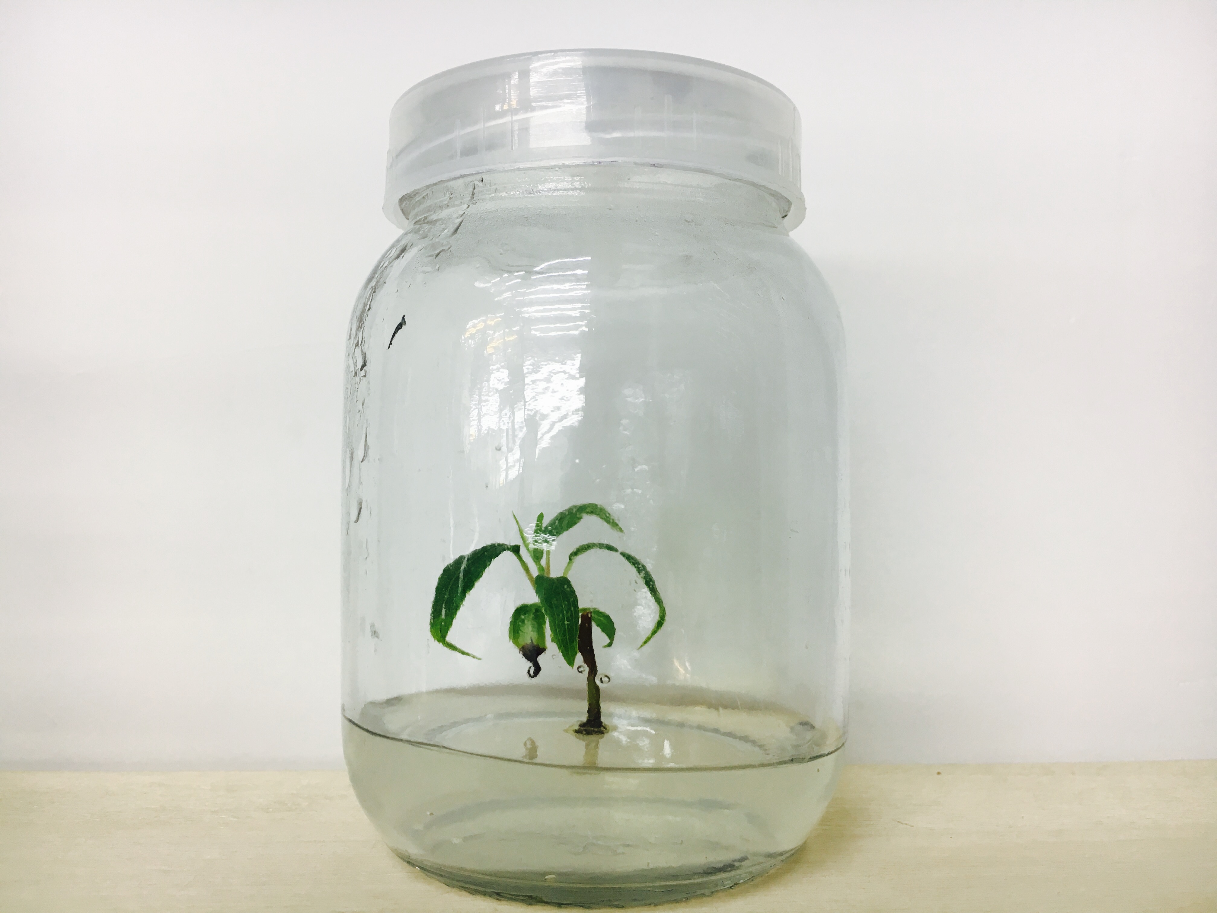 浙江寧波嫁接軟棗獼猴桃怎么樣