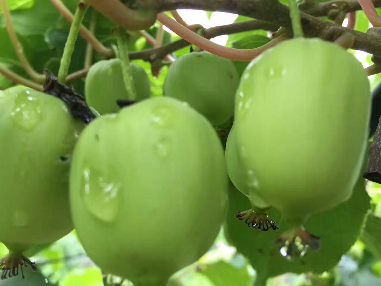 廣西壯族自治區(qū)桂林嫁接軟棗獼猴桃怎么樣