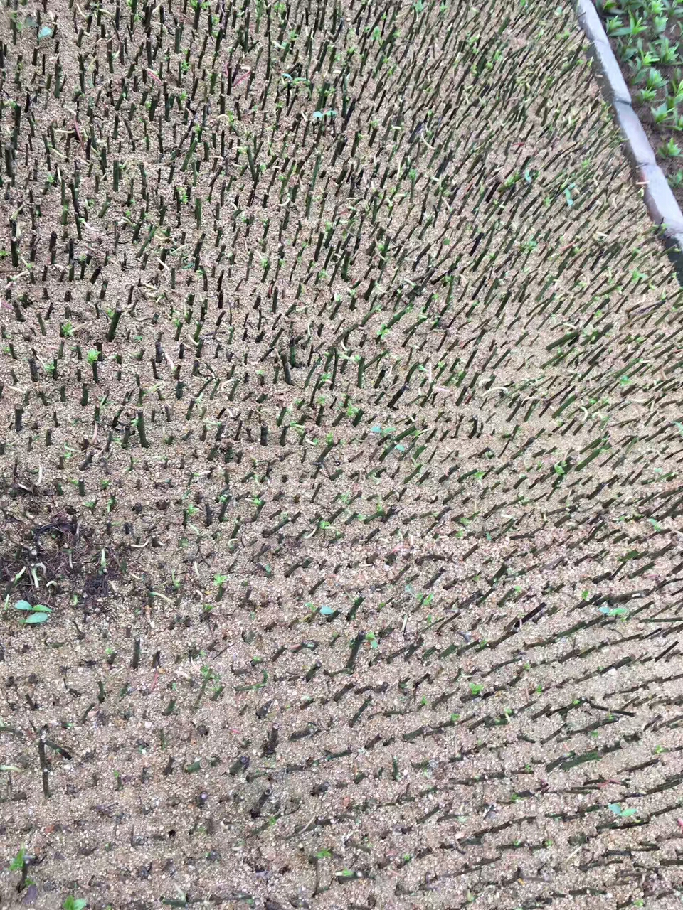 口碑廠家軟棗奇異果樹苗基地