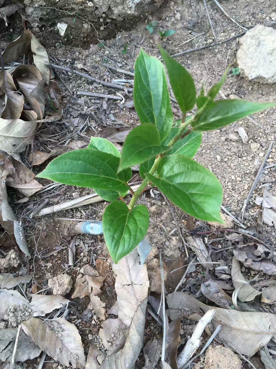 的奇異果樹苗苗圃