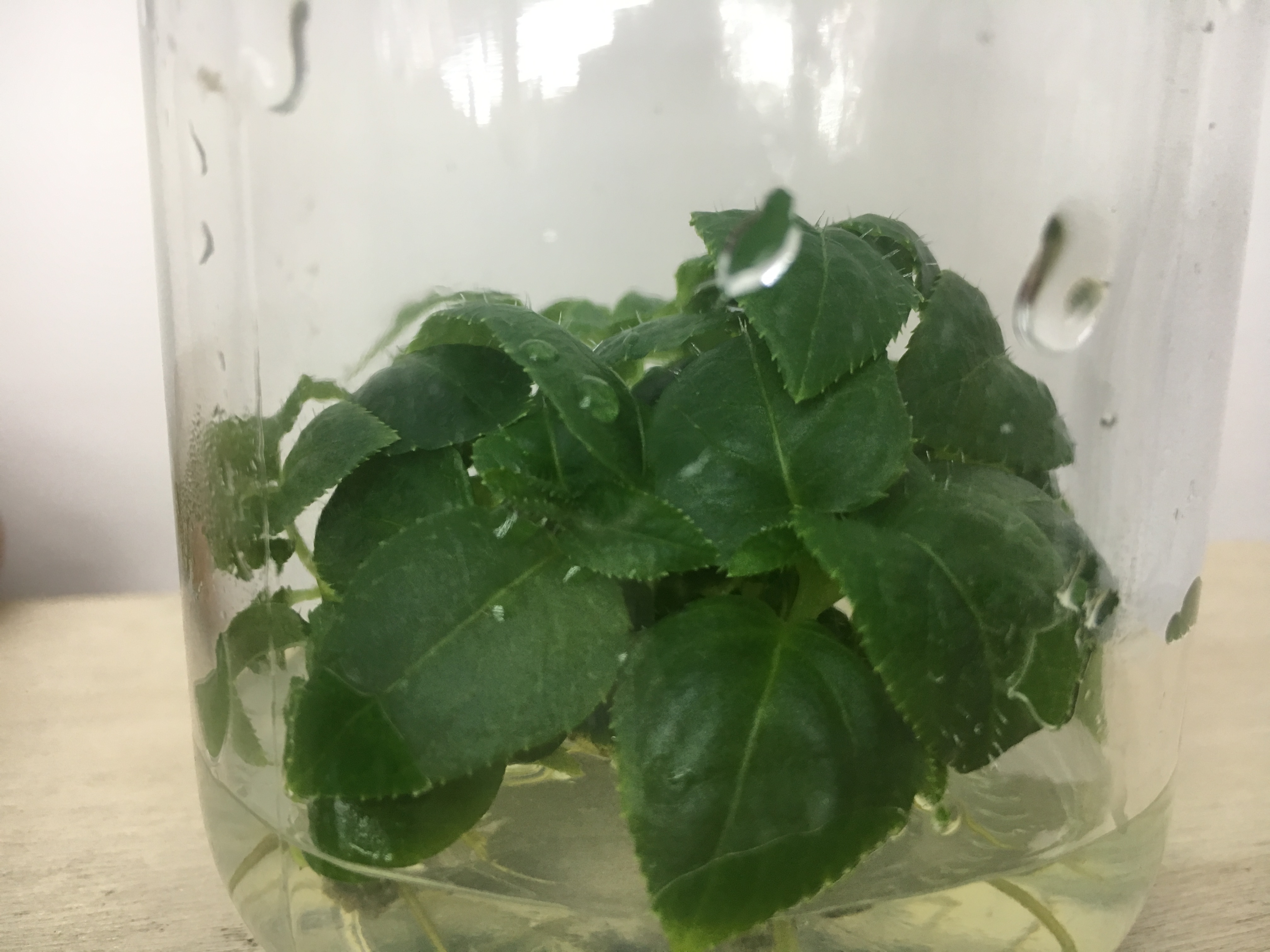 的奇異果樹苗苗圃