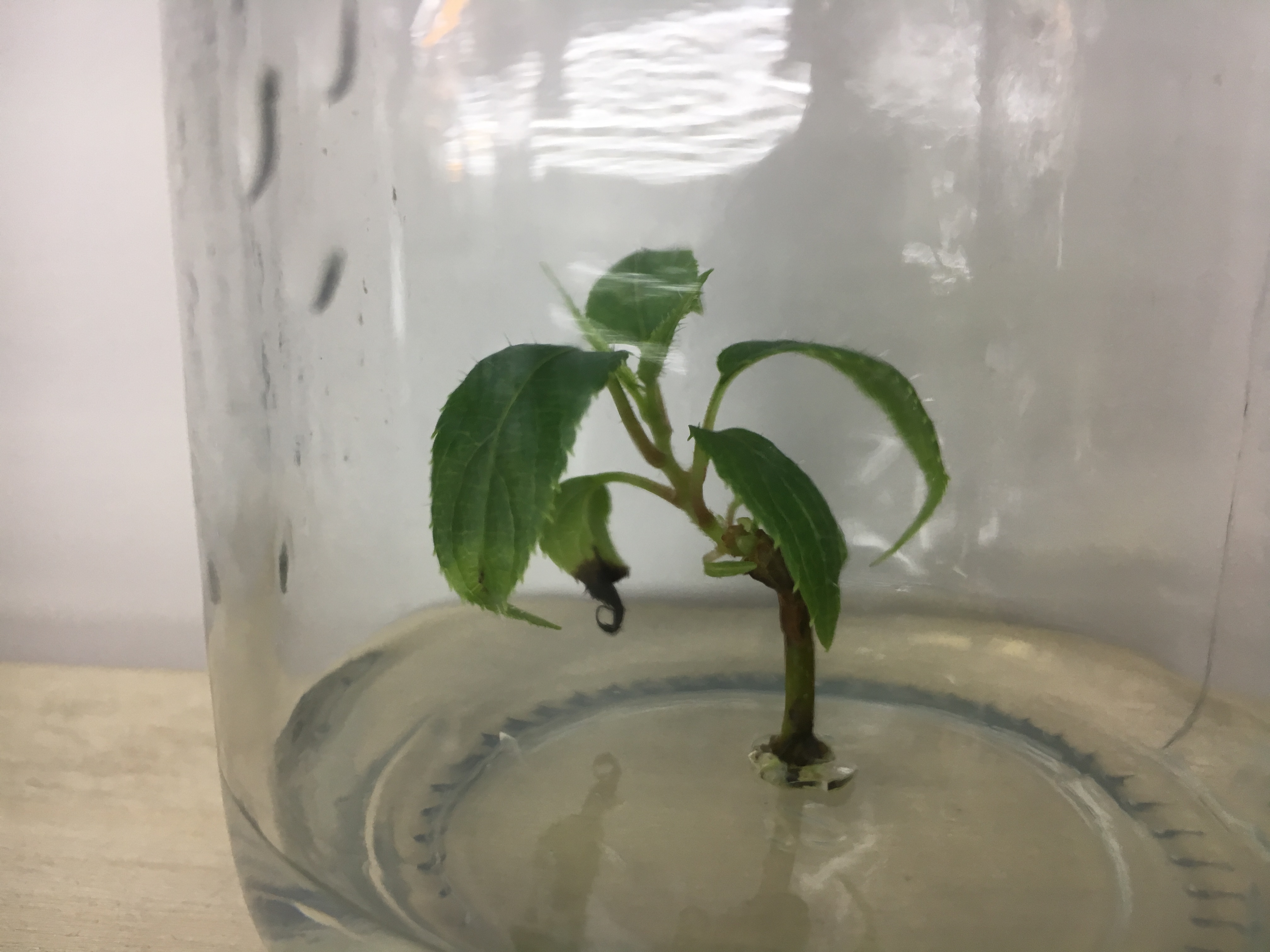 的奇異果樹苗苗圃