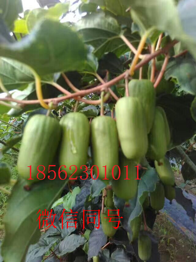 口碑廠家軟棗奇異果樹苗基地