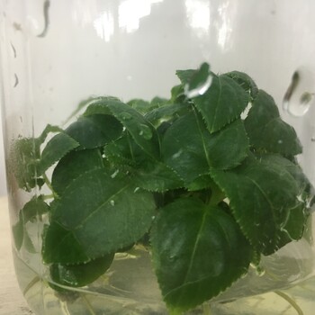 可靠的軟棗獼猴桃