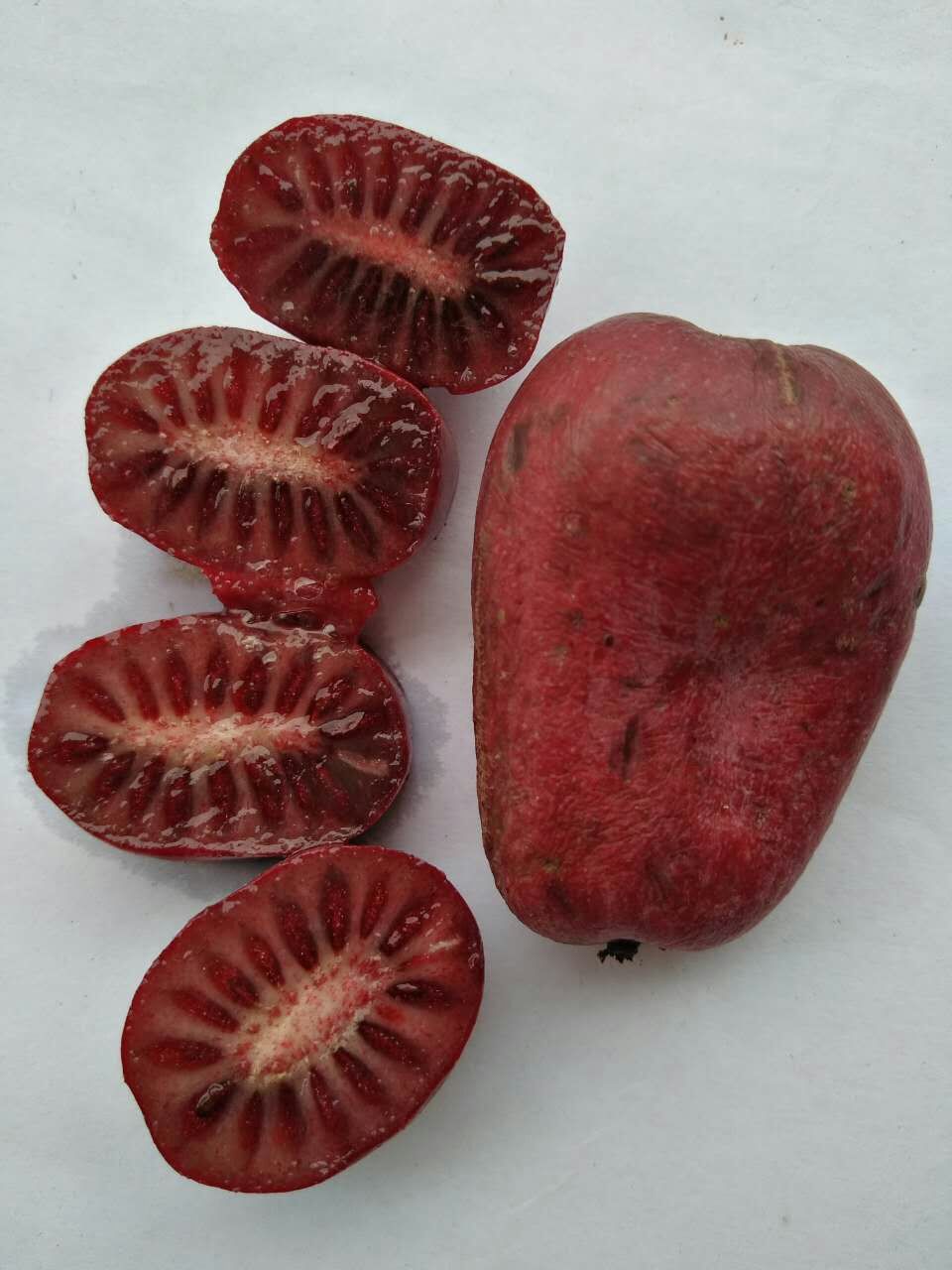 珍玉系列软枣猕猴桃供应商厂家价格