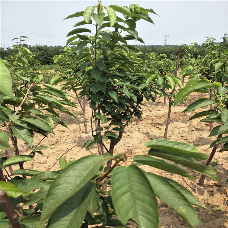 莫利吉塞拉大櫻桃廠家批發(fā)