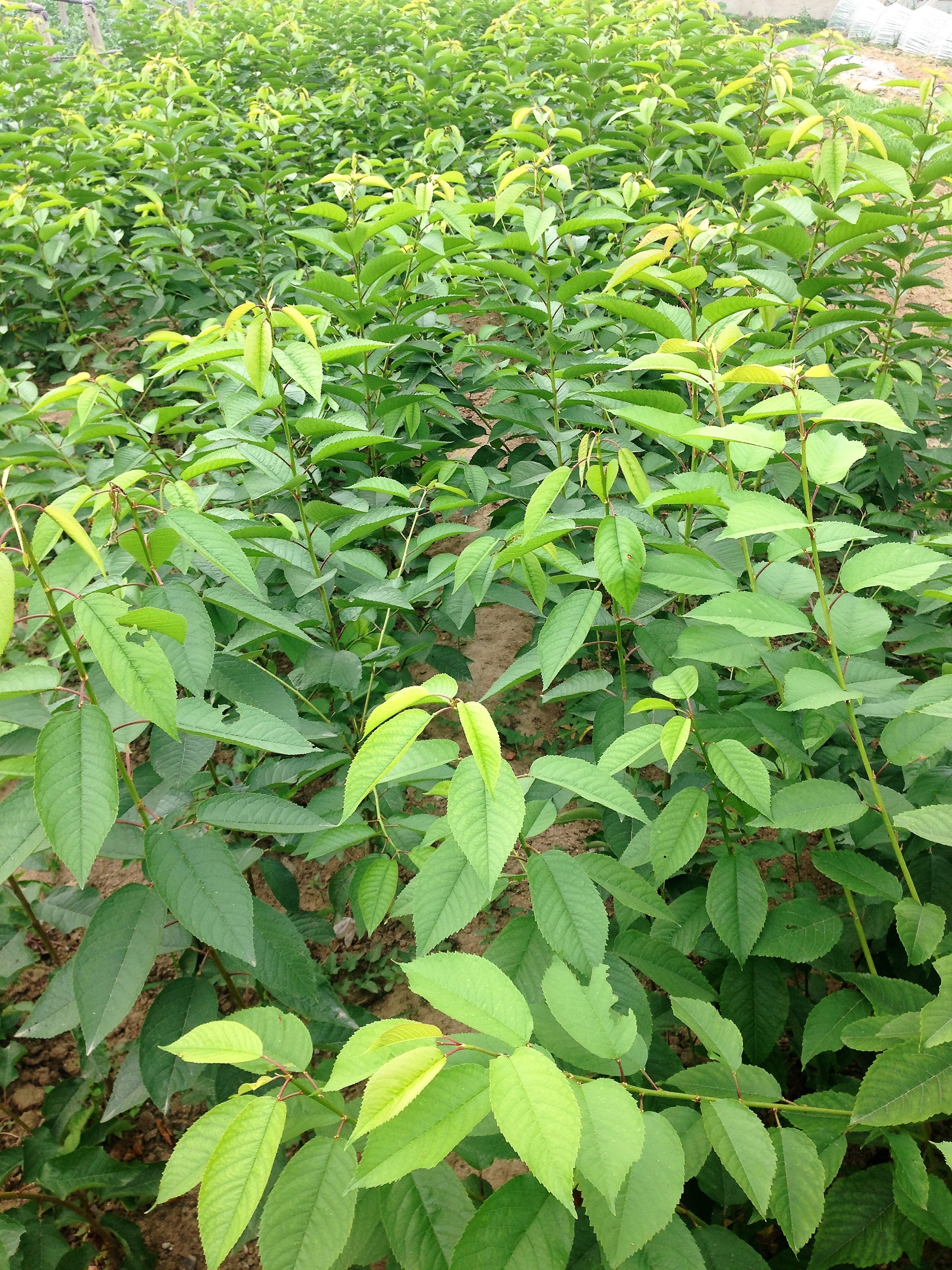 晚熟矮化大櫻桃廠家批發(fā)