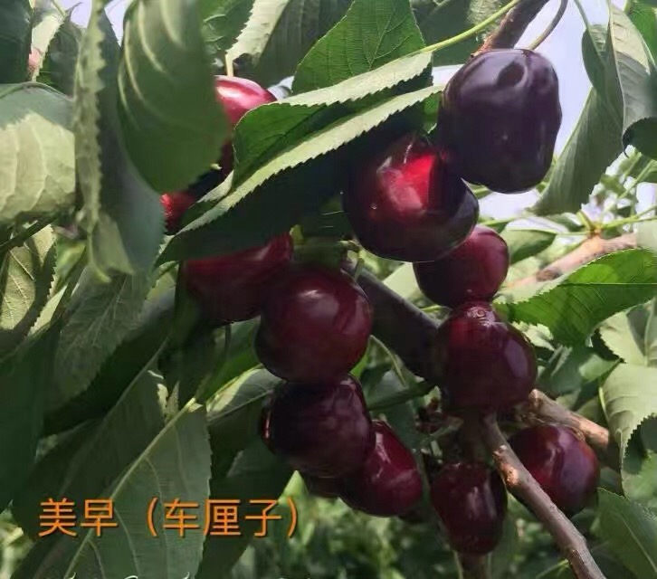 矮化大櫻桃