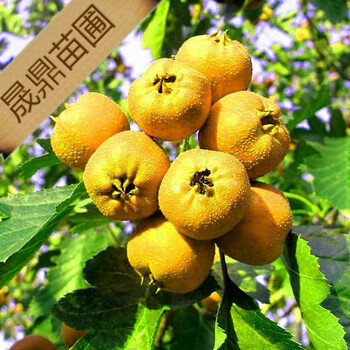 陜西西安大金星山楂苗基地