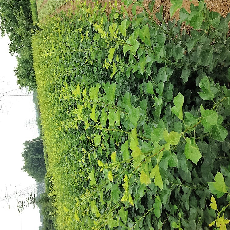 甘肅甘南藏族自治州一公分以上山楂苗基地