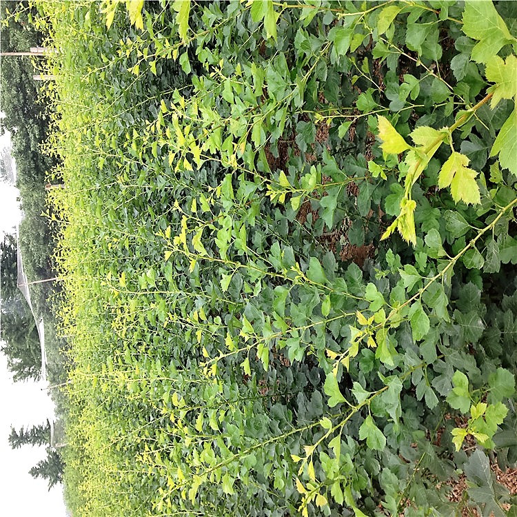 廣東潮州歪把紅山楂苗基地