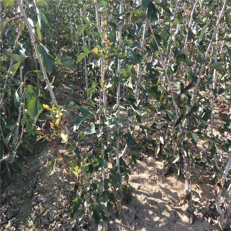 甘肅甘南藏族自治州一公分以上山楂苗基地