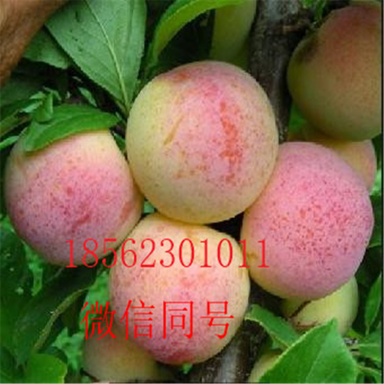 內(nèi)自治區(qū)美國杏李味帝李子樹苗多少錢
