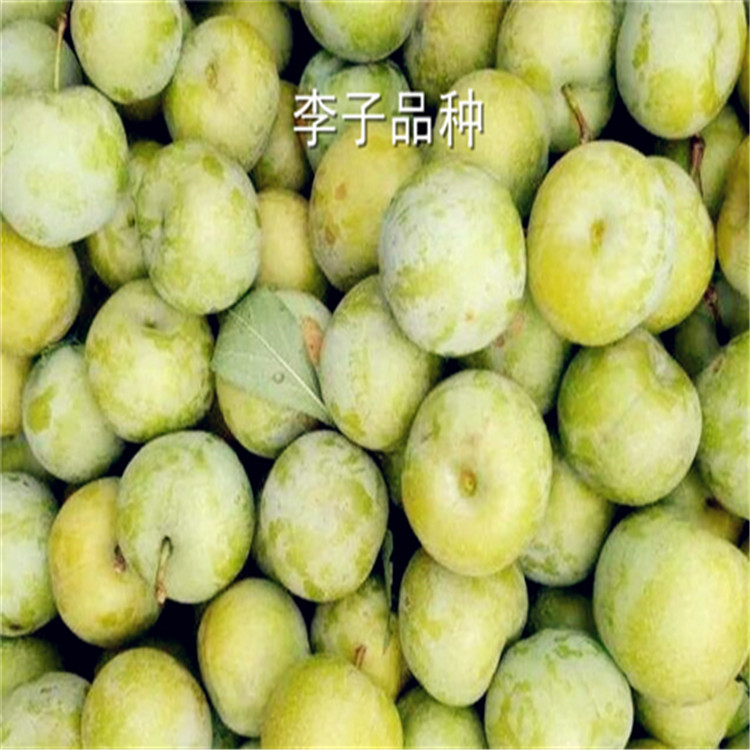 重慶玫瑰皇后李子樹苗那里