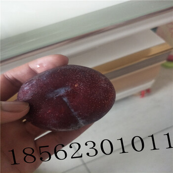 黑龍江黑巨王李李子樹(shù)苗處理