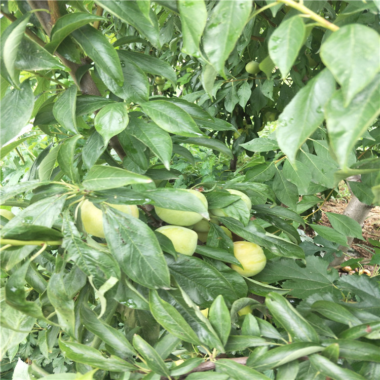 山西紅絨李子樹苗基地