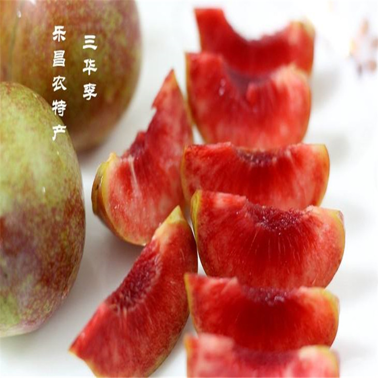 重慶玫瑰皇后李子樹苗那里