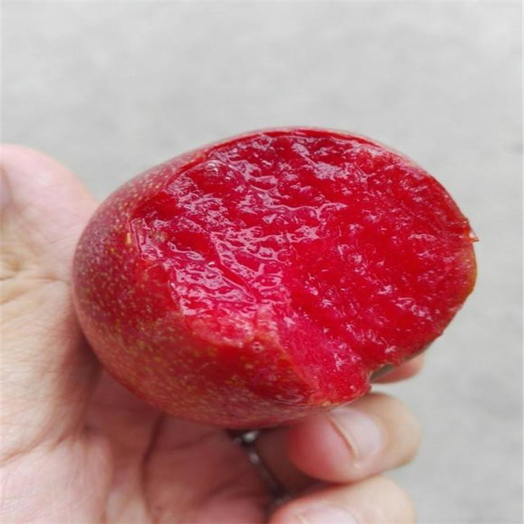 四川黑寶石李子樹(shù)苗基地