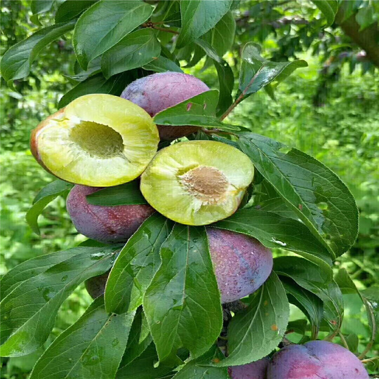 河南莫爾特尼李子樹(shù)苗基地