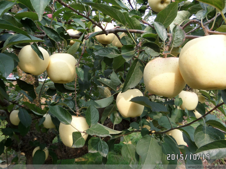 青海黄南藏族自治州鲁丽苹果苗品种