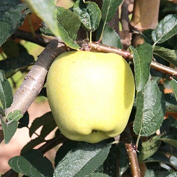 廠家批發(fā)龍鳳果樹苗苗圃基地