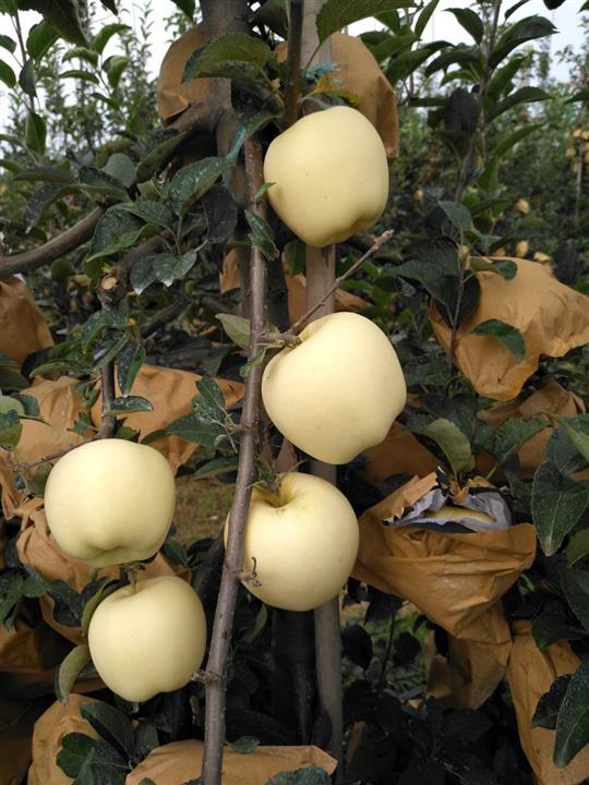 辽宁锦州苹果苗品种