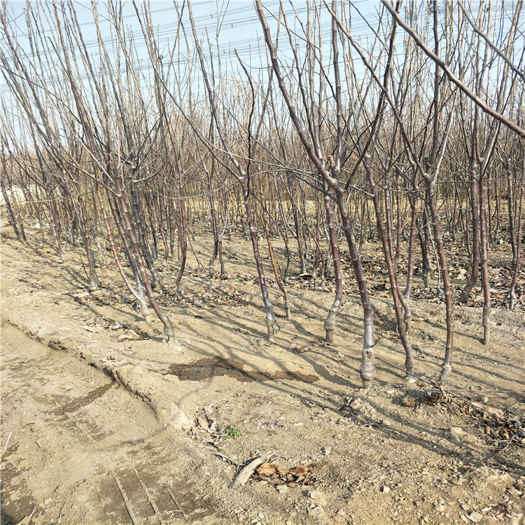 辽宁本溪鲁丽苹果苗基地