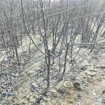 廠家供應(yīng)美八蘋果樹苗苗圃基地