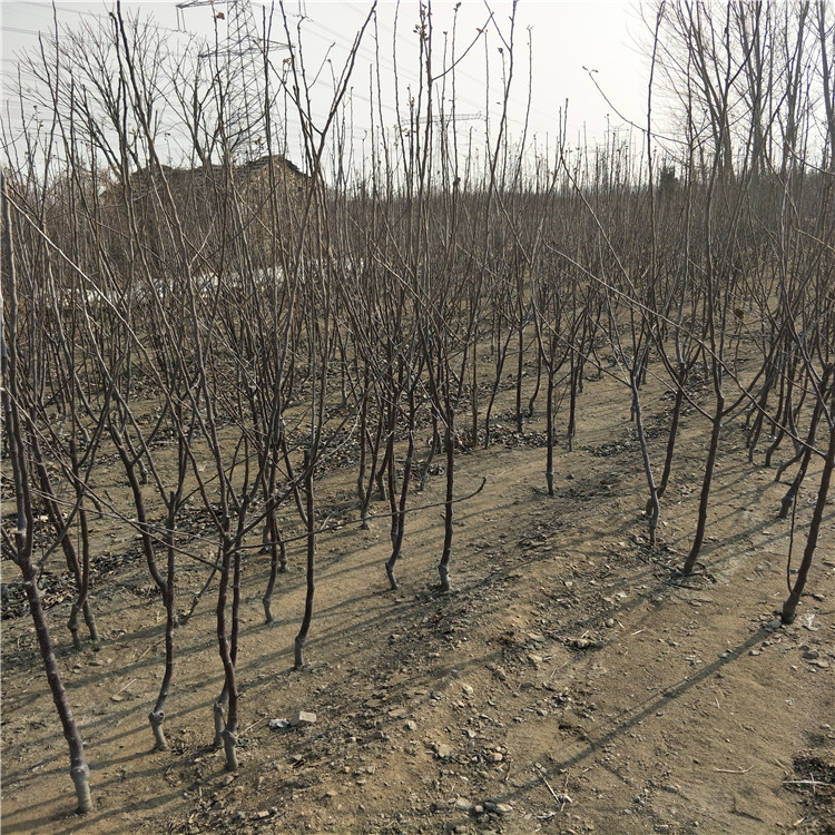 甘肃武威鲁丽苹果苗基地