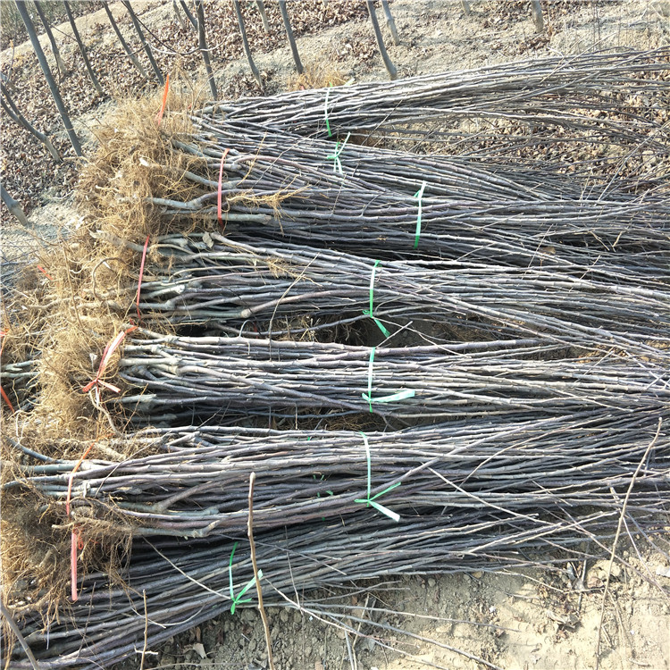 陕西咸阳维纳斯苹果苗基地