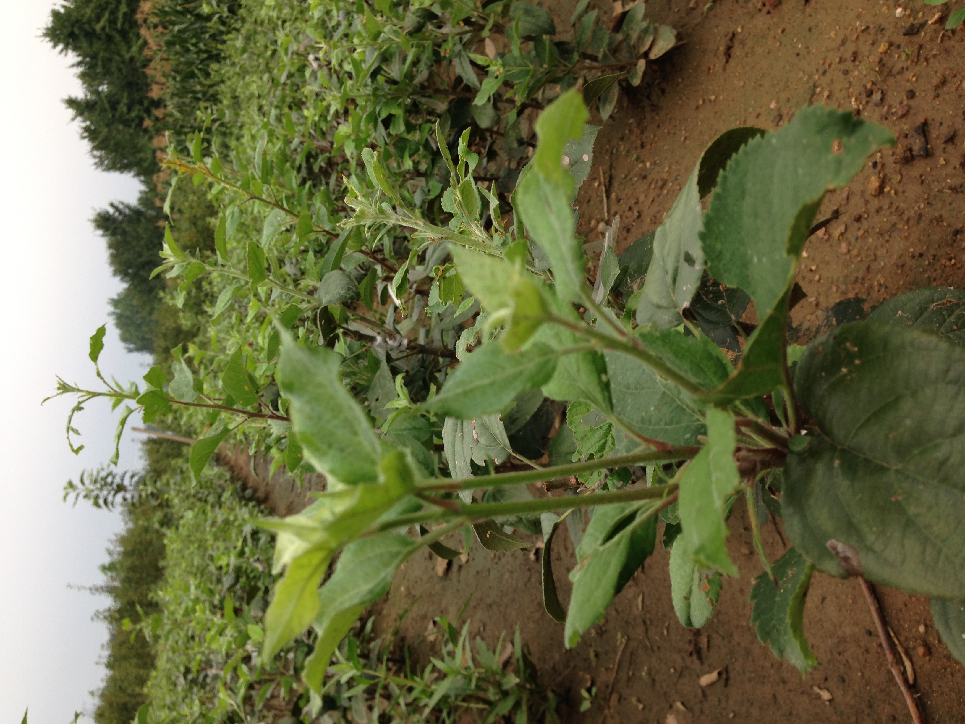 辽宁葫芦岛维纳斯苹果苗基地