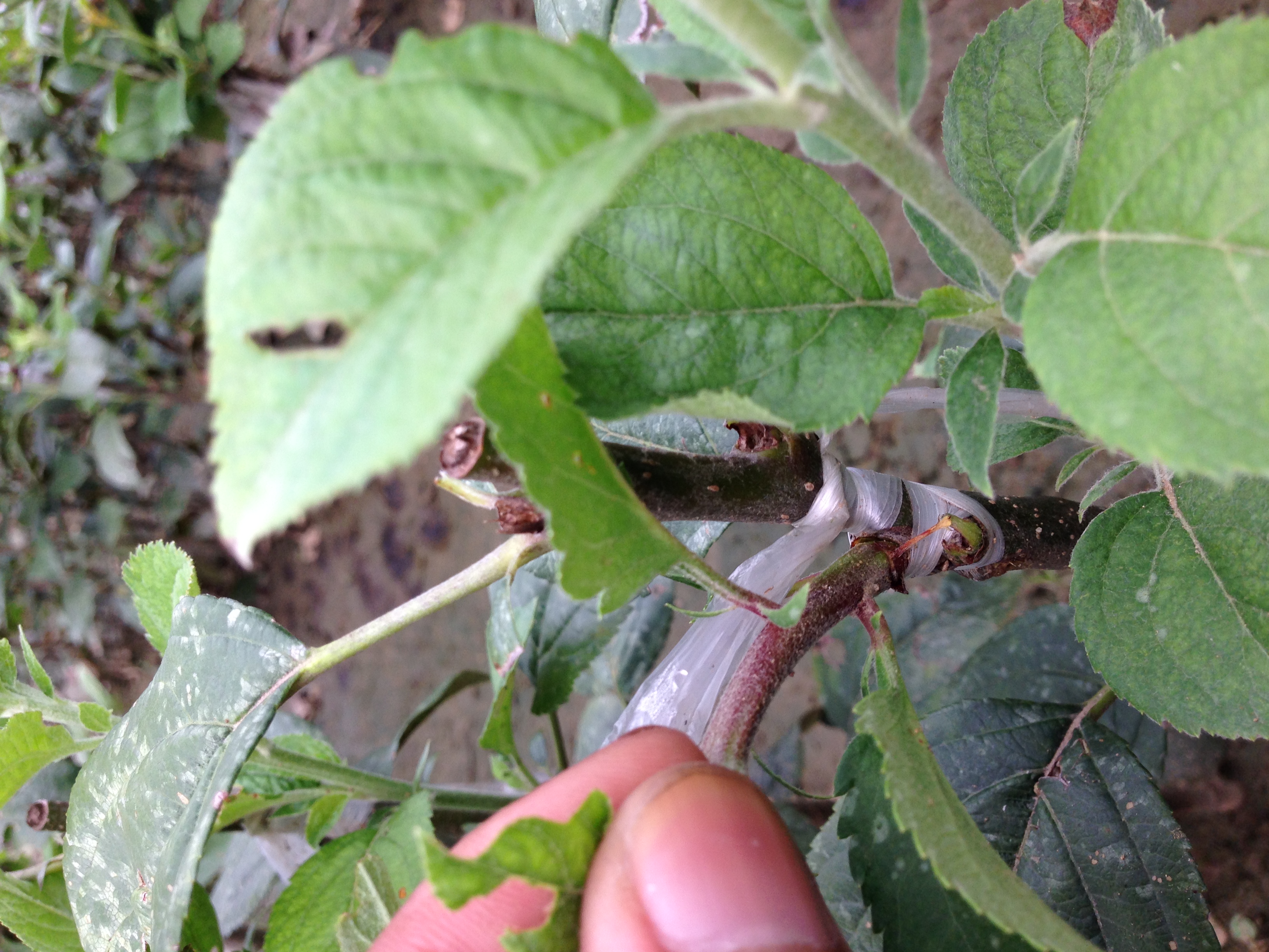 陕西咸阳维纳斯苹果苗基地