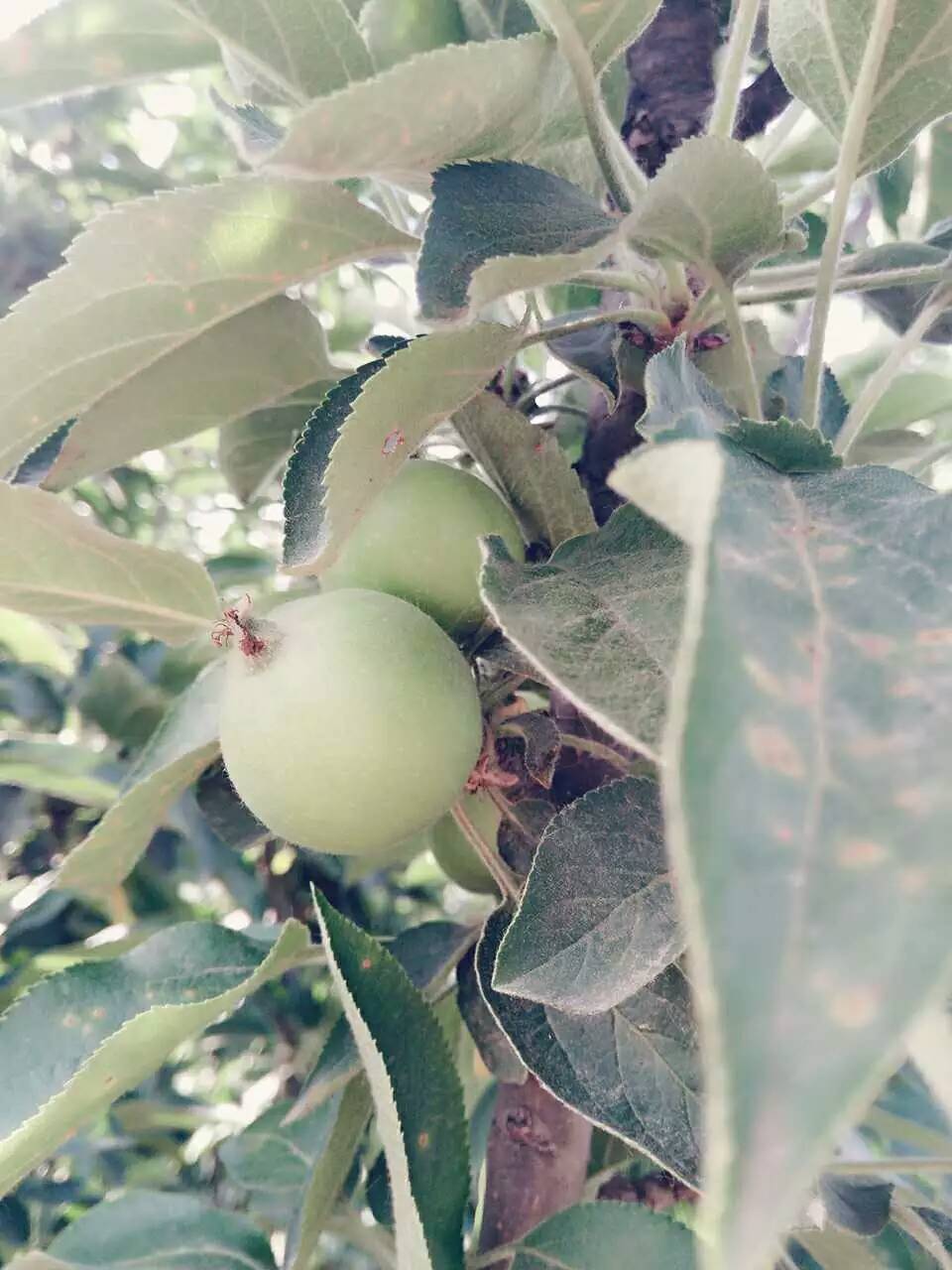 辽宁葫芦岛维纳斯苹果苗基地