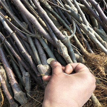 稱心的龍鳳果樹苗苗圃基地