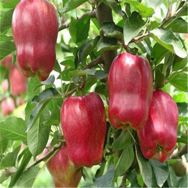 青海黄南藏族自治州鲁丽苹果苗品种