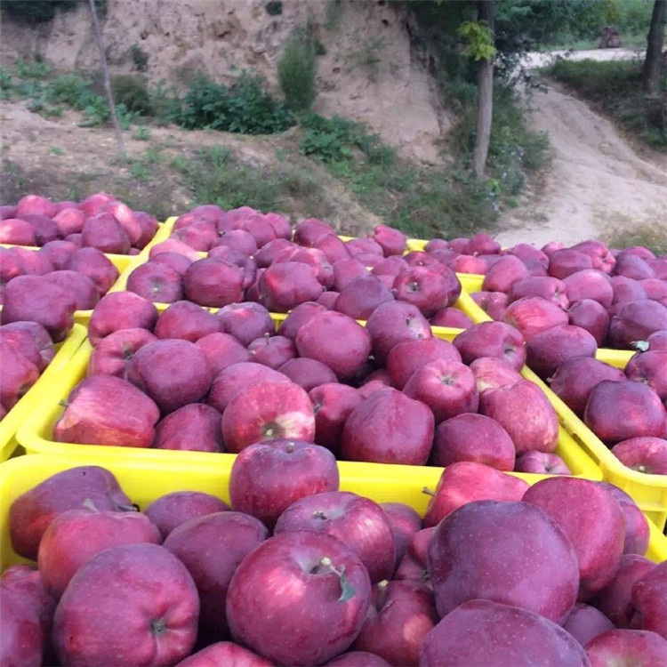 辽宁葫芦岛维纳斯苹果苗基地