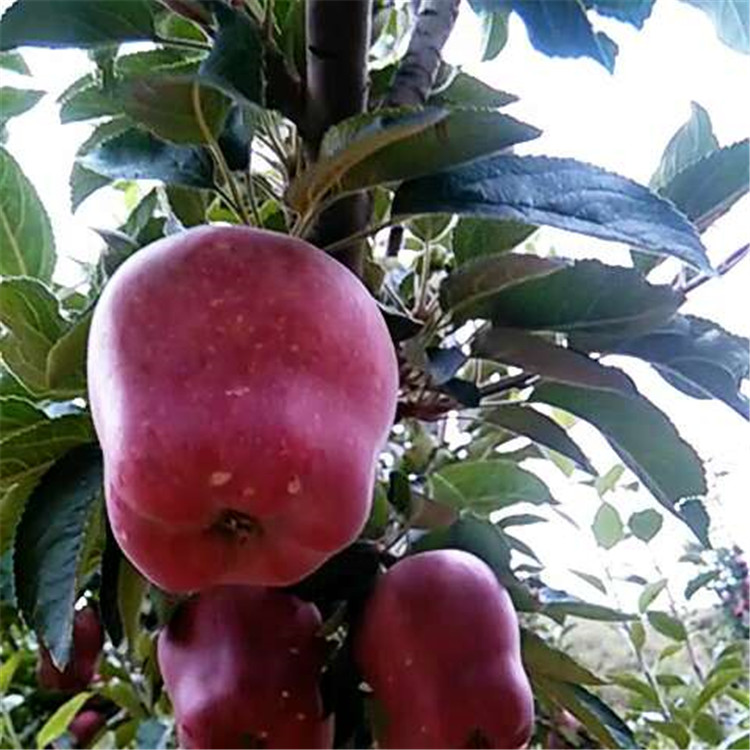 黑龙江牡丹江苹果苗品种