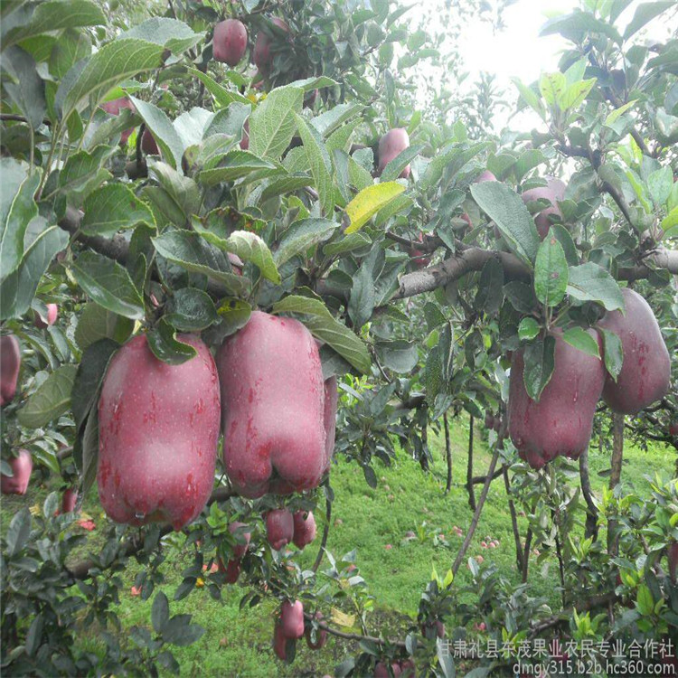 辽宁盘锦维纳斯苹果苗基地