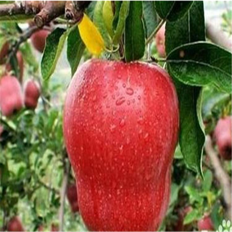 青海黄南藏族自治州维纳斯苹果苗价格