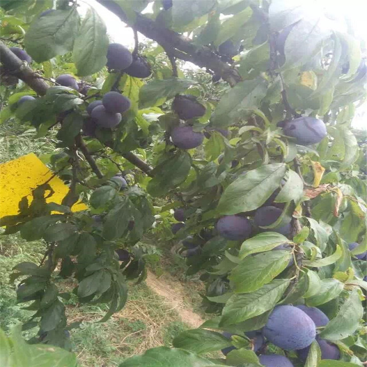 珍珠李樹苗圖片